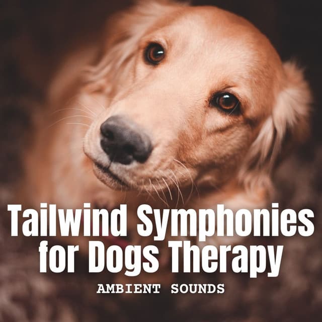 Ambient Sounds: Tailwind Symphonies for Dogs Therapy - Accuweather