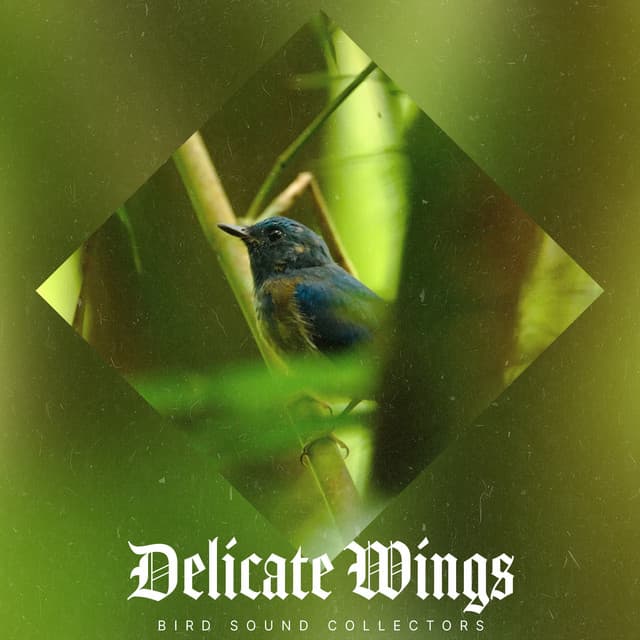 Delicate Wings - Bird Sound Collectors