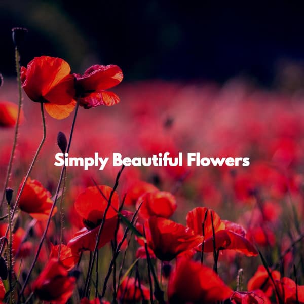 Simply Beautiful Flowers - Reading Background Music