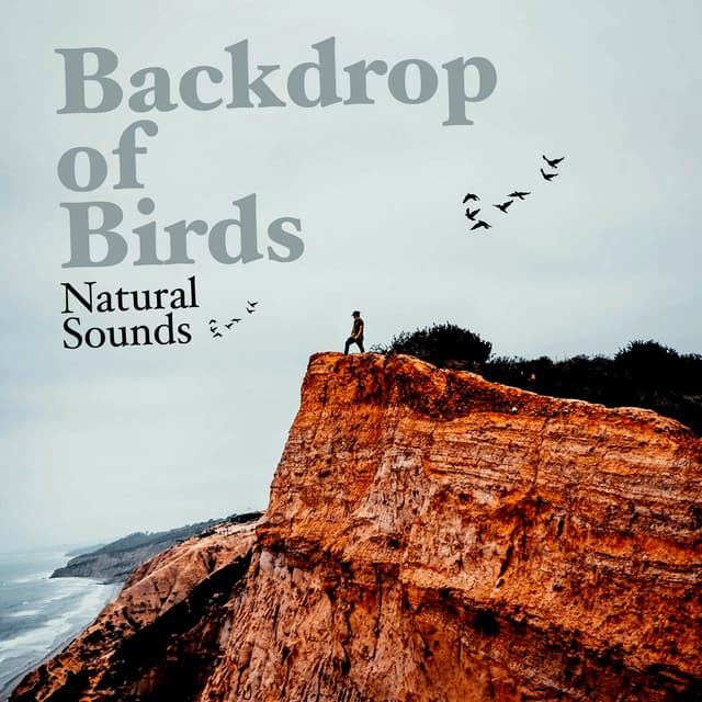 Backdrop of Birds - Nature & Sounds Backgrounds