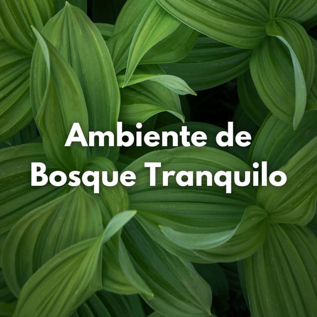 Ambiente De Bosque Tranquilo - Ruidos ambientales forestales