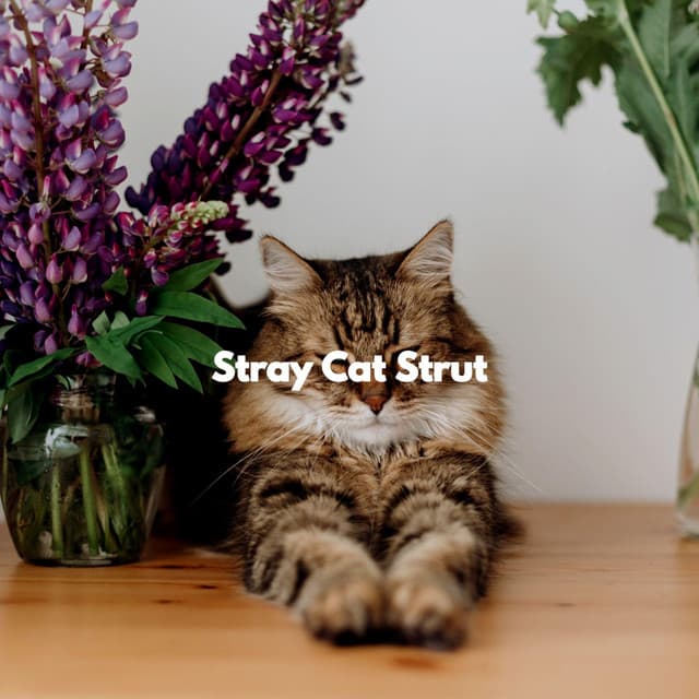 Stray Cat Strut - Cat Music Dreams