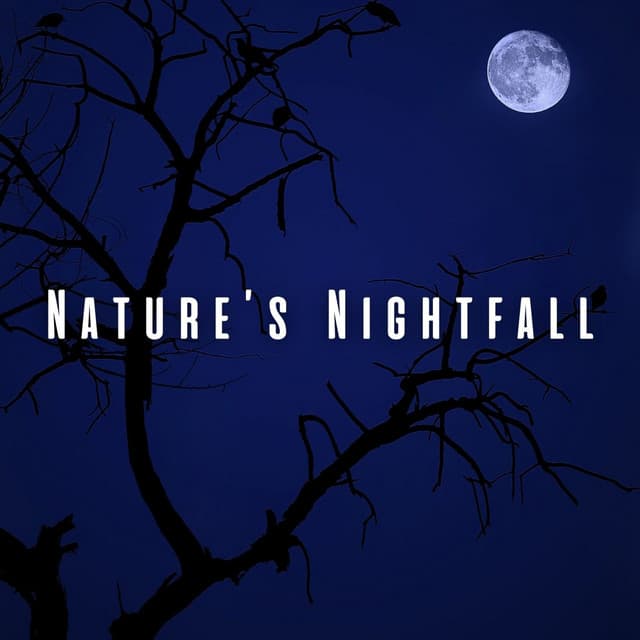 Nature’s Nightfall: Heavy Rain and Bird Tweets for Sleep - Wonderful Escape