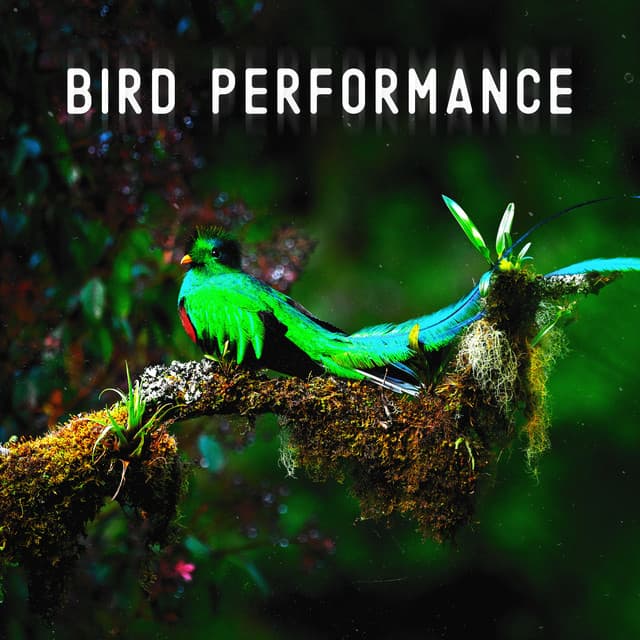 Bird Performance: Beautiful Songs of Birds, Relaxing Forest Sounds, Singing Birds - Forest Hills Music Universe