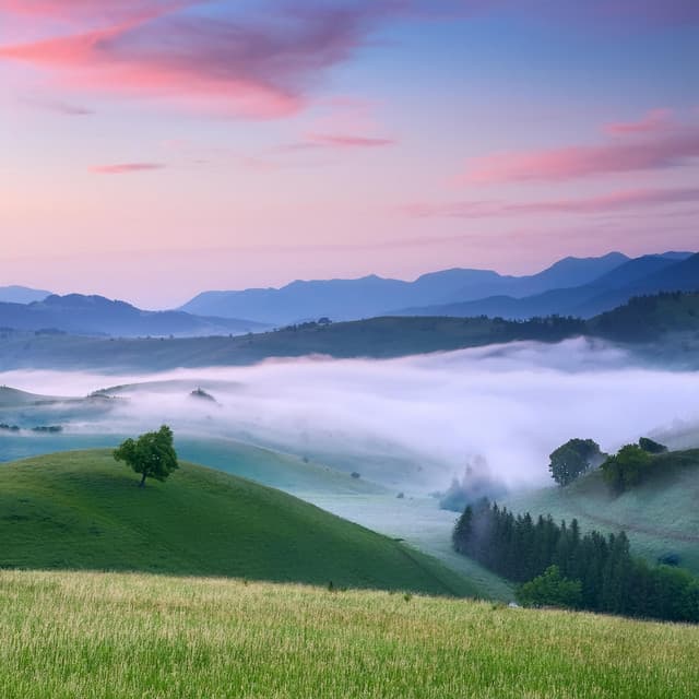 Música para el oído de perro