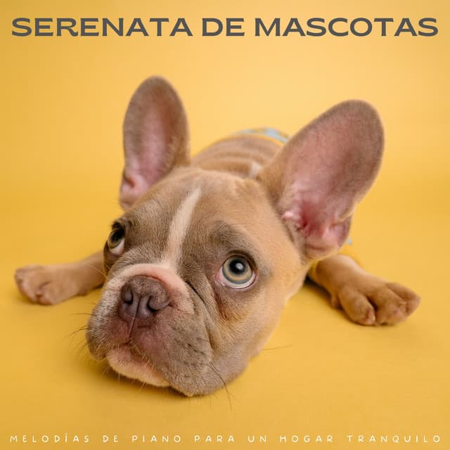 Serenata De Mascotas: Melodías De Piano Para Un Hogar Tranquilo - Los jugadores del salón del piano