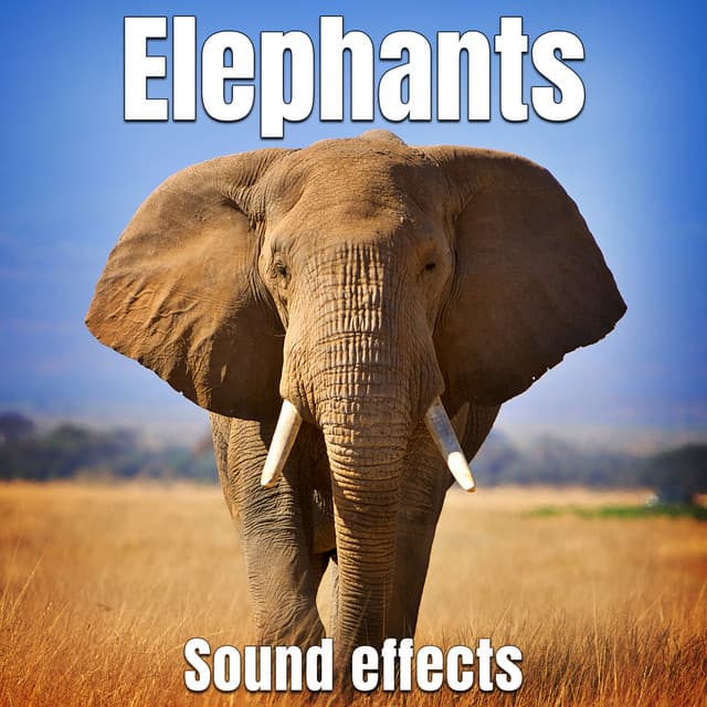Elephants Sound Effects - Sound Ideas