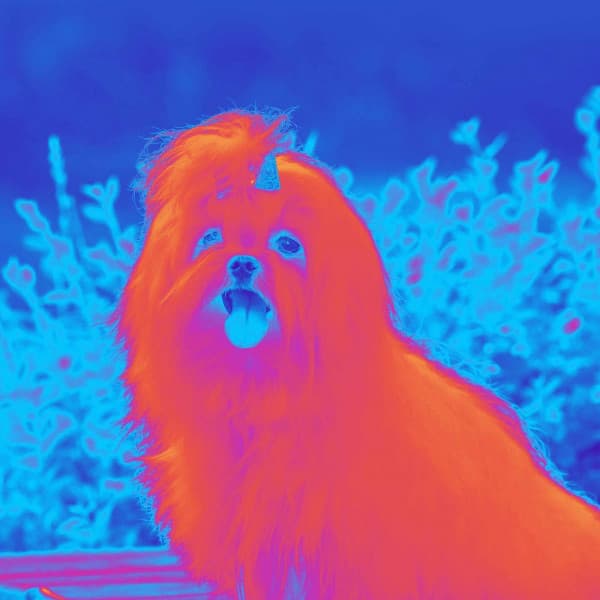 Serene Background for Cozy Doggo - Dog Anxiety Music