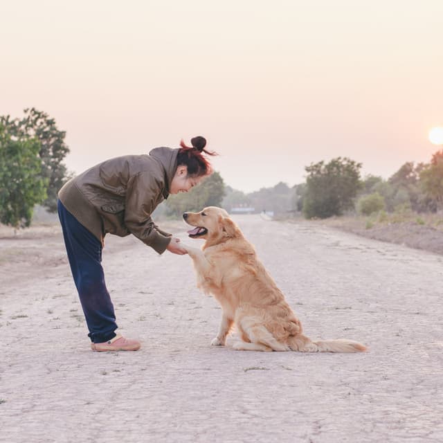 Pet Oasis in Piano: Rainy Harmony Paws - Piano Relaxation Music Masters