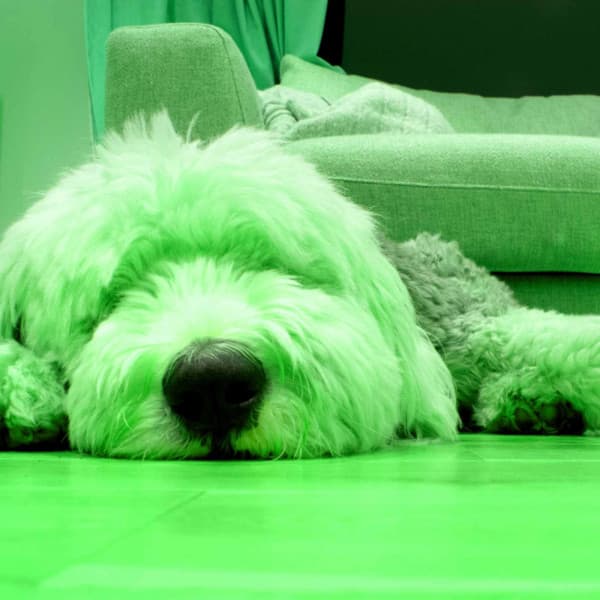 Feelings for Puppy Blues - Calming Dog Jazz Classics