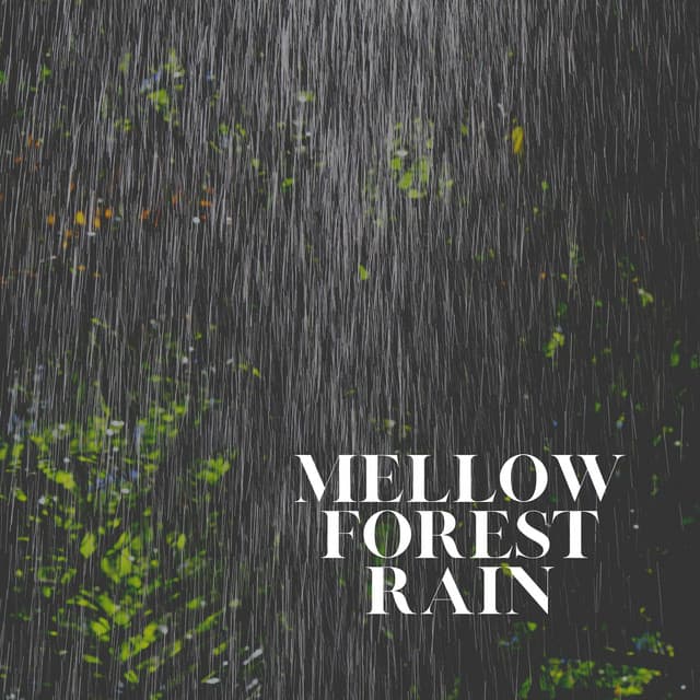 Mellow Forest Rain - Meditation Rain Sounds