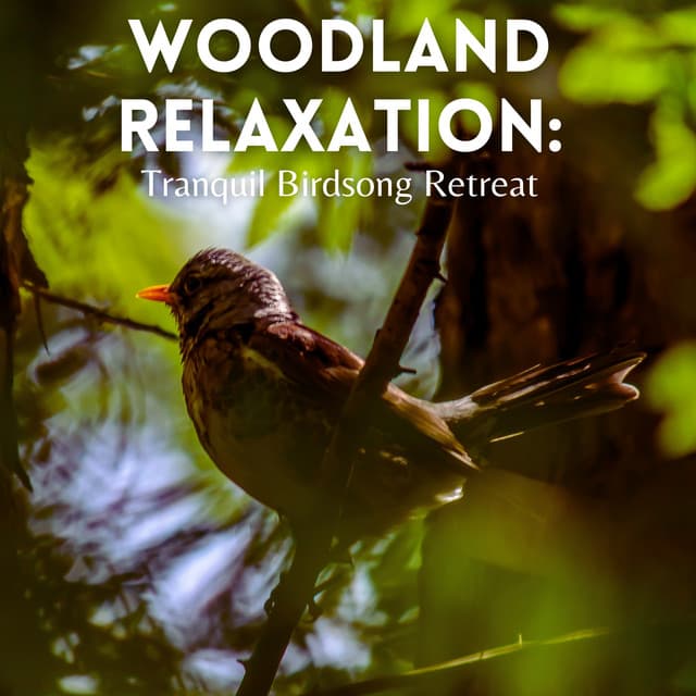 Woodland Relaxation: Tranquil Birdsong Retreat - 4D Nature Recordings