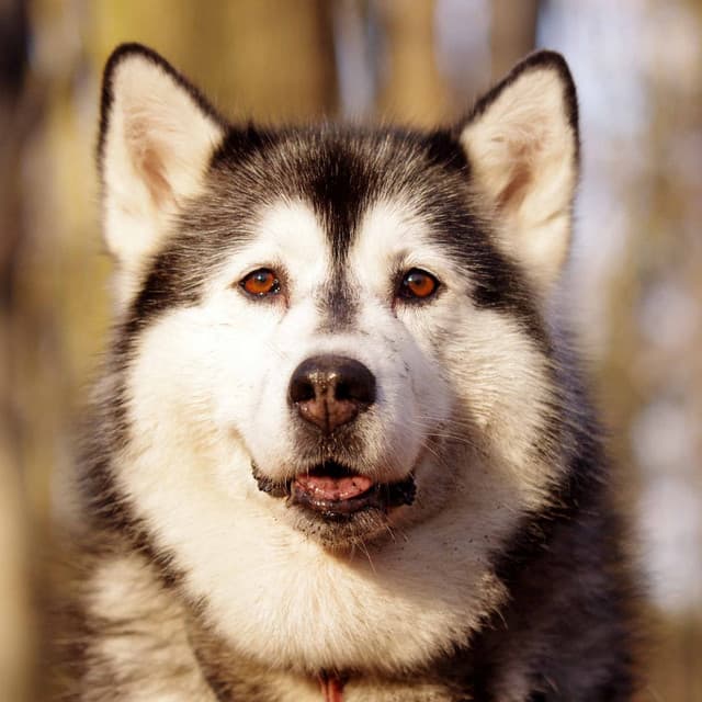 Echoes of Resting Hound - Dog Sleeping Soundtracks Deluxe