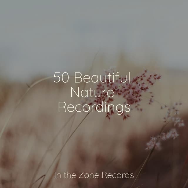 50 Beautiful Nature Recordings - Chinese Relaxation and Meditation