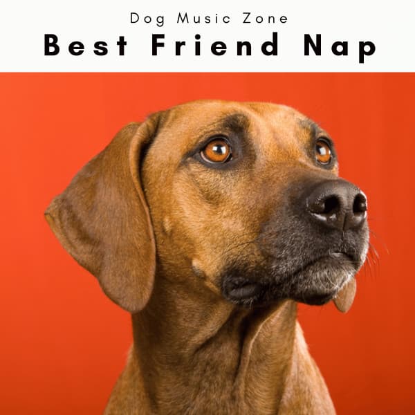 A Best Friend Nap - Dog Music Zone