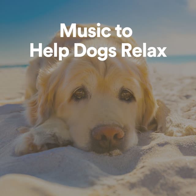 Calm Doggy