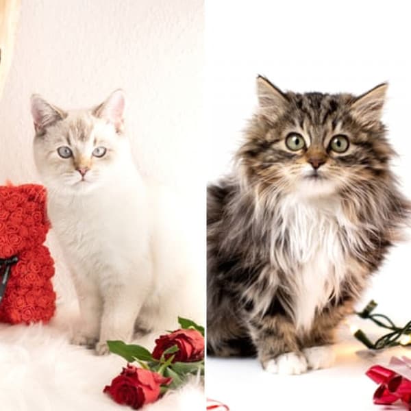 Artistic Music for Peaceful Times with Cat - Harmonica Solo - Calm Music for Cats