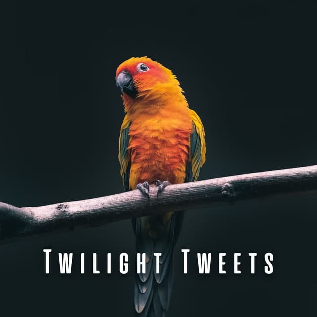 Twilight Tweets: Light Rain and Bird Melodies for Sleep - Night Sounds Association