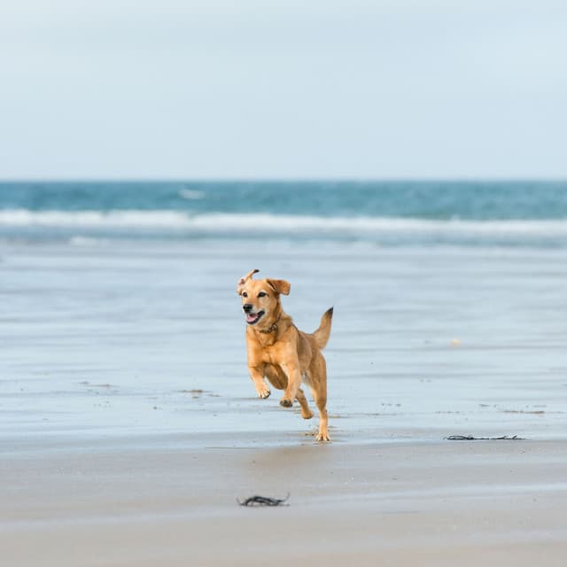 Dog Tail Wags: Lofi Soundscapes Filled with Joy - Dog’s Music