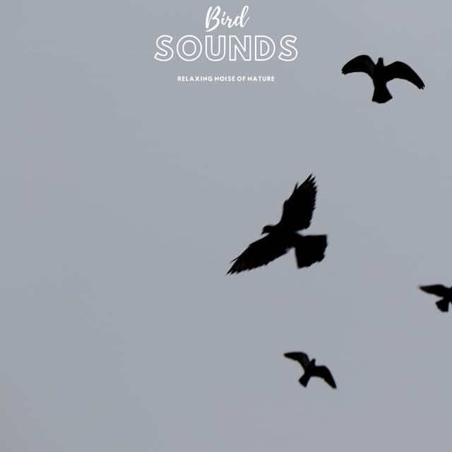 Bird Sounds Relaxing Noise of Nature - Natural Sample Makers