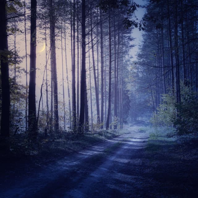 Soothing Harmony: Calm Music for Quiet Nights - Cuban Music Playlist