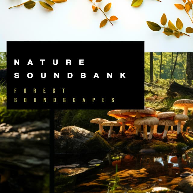 Nature Soundbank - Forest Soundscapes