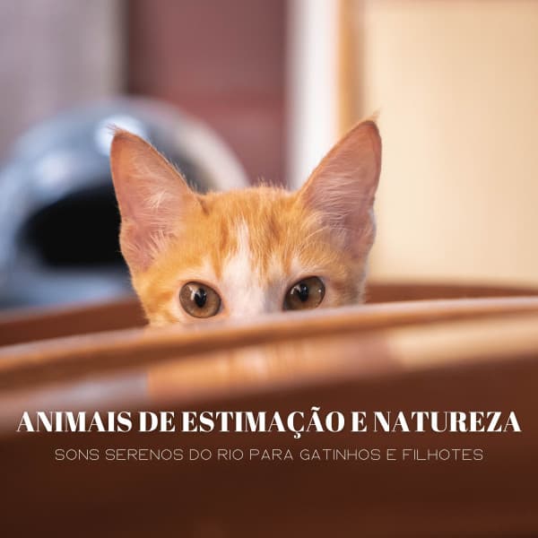 Animais De Estimação E Natureza: Sons Serenos Do Rio Para Gatinhos E Filhotes - Música Para Cães Adormecidos