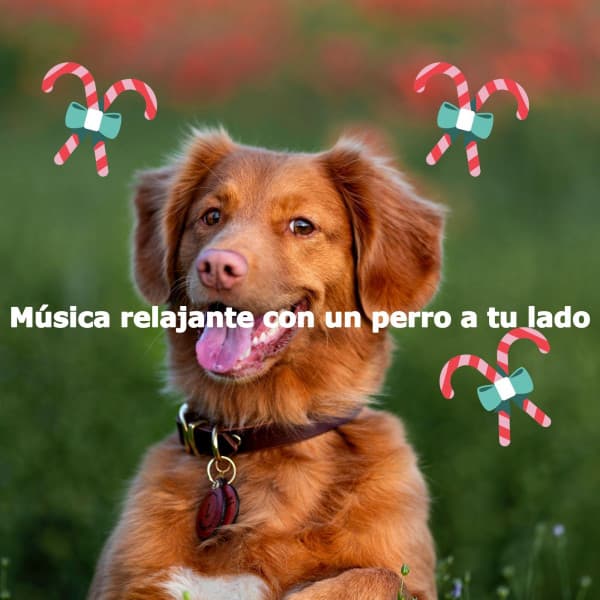 Música relajante con un perro a tu lado - Cafe Music Japan