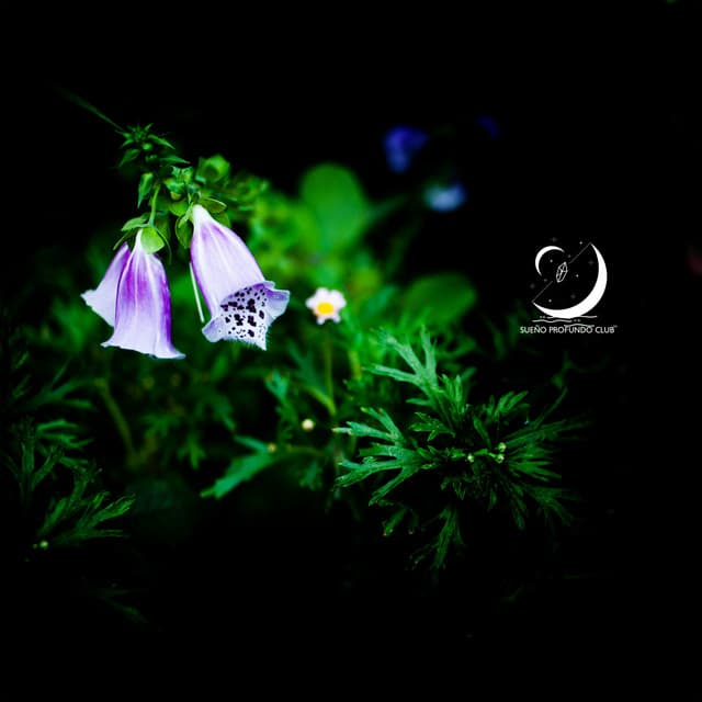 El Musgo Duerme Bajo Las Flores - Sueño Profundo Club