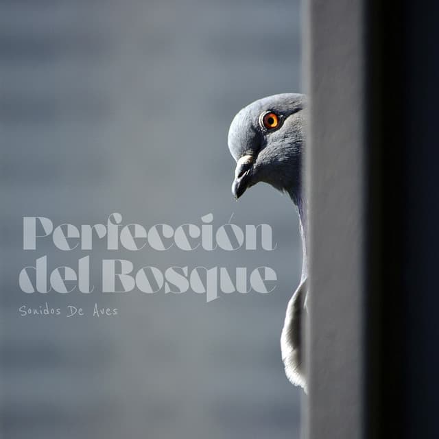 Perfección del Bosque - Sonidos De Aves