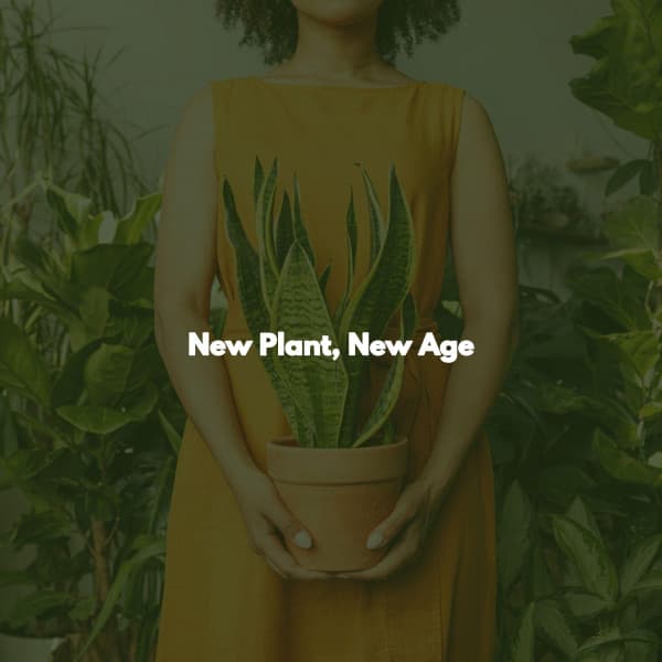 New Plant, New Age - Jazz Afternoons