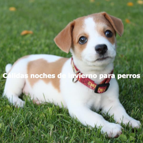 Cálidas noches de invierno para perros - Saturday Morning Jazz Playlist