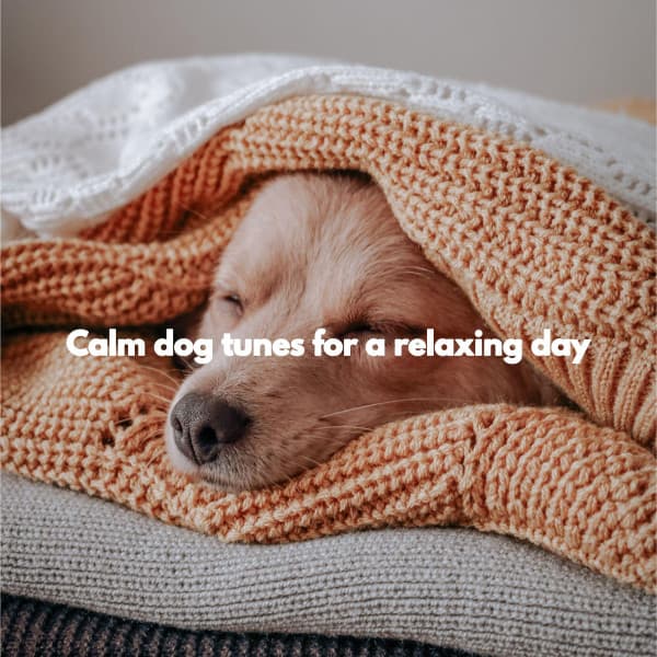 Calm dog tunes for a relaxing day - Jazzy VIbes for Study Time