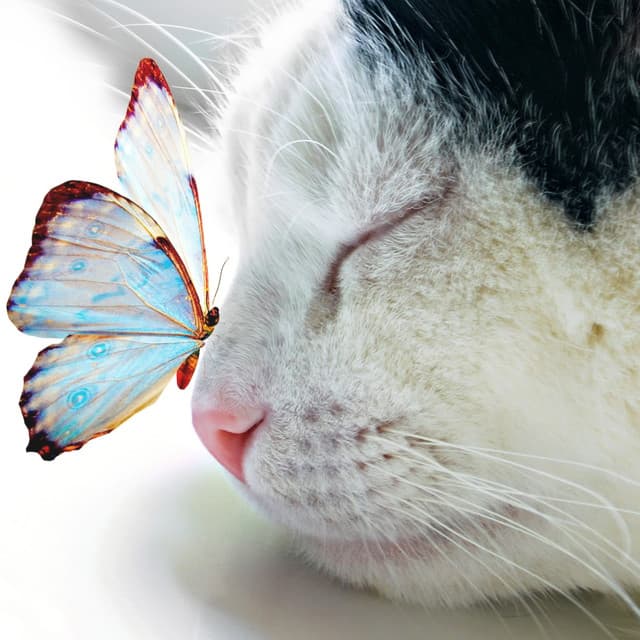 Soft Piano Music With White Noise - Heavenly Realms