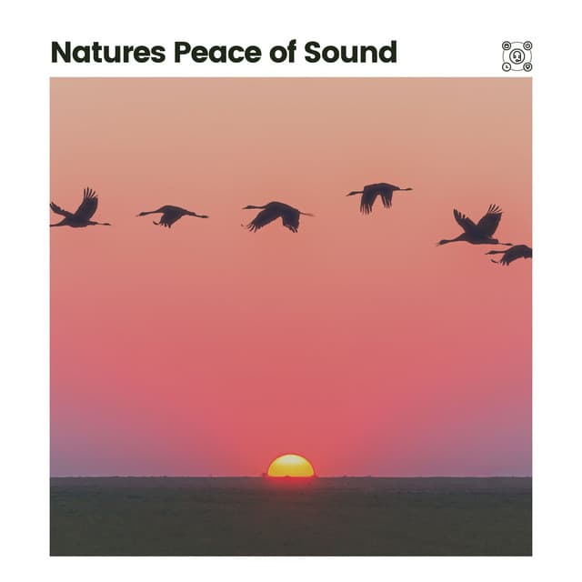 Natures Peace of Sound - Bird Sounds