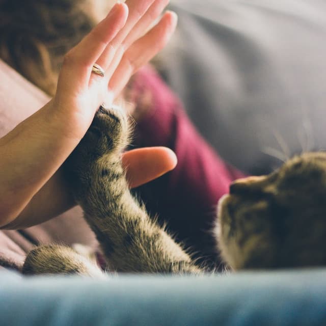 Calm Cat Moments: Lofi Ambience for Cozy Cat Time - Calming Lofi Symphony