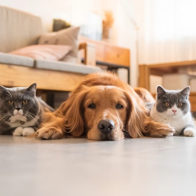 Soothing Harmonies for Pets' Quiet Time - Calming Candy Music