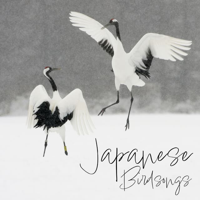 Japanese Birdsongs - Bird Song Group
