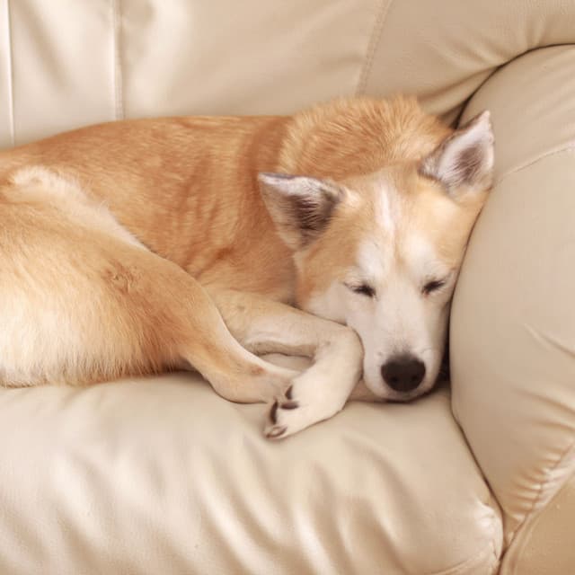 Midnight Nature Melodies: Soothing Crickets at Night for Relaxing Dogs - Hi Freq Samples