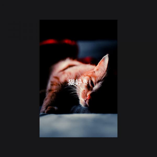 猫好き - Jazz Music Lounge