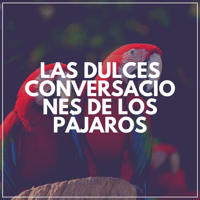 Las Dulces Conversaciones de los Pájaros - Pájaros del Bosque
