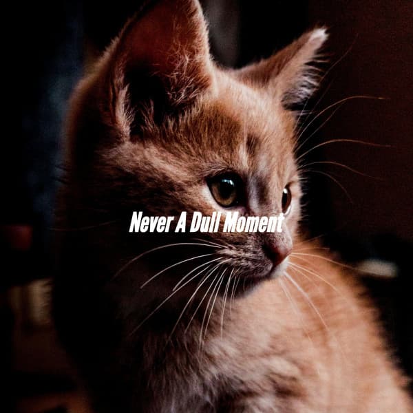 Never A Dull Moment - Happy Instrumental Jazz