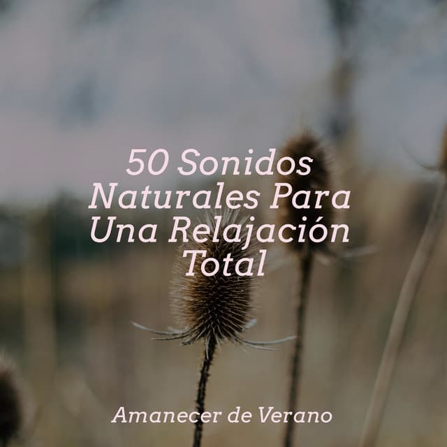 50 Sonidos Naturales Para Una Relajación Total - Sonidos de la Naturaleza Relajacion