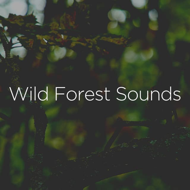 Wild Forest Sounds - Relaxing Nature Recordings