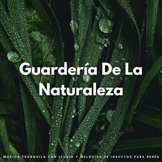 Guardería De La Naturaleza: Música Tranquila Con Lluvia Y Melodías De Insectos Para Bebés - Siente El Clima