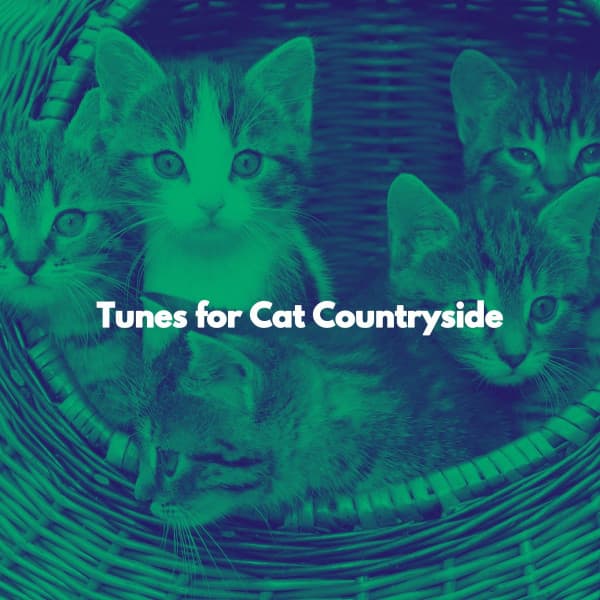 Tunes for Cat Countryside - Jazz & Study Vibes