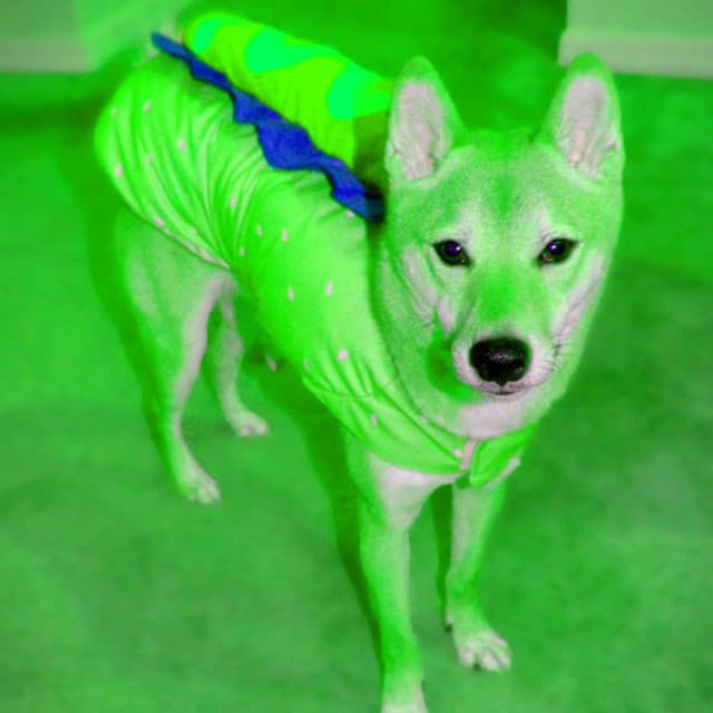 Fashionable Bgm for Calming Pooches - Dog Music