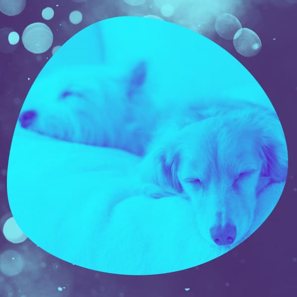 Brilliant Easy Listening Piano - Ambiance for Dog Trainers - Puppy Sleeping Sounds