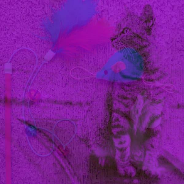 Cat Naptime - Loving - Calming Cat Music