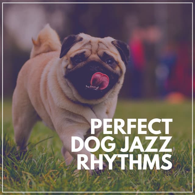 Perfect Dog Jazz Rhythms - The Late Night Vibe